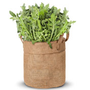 kit de culture roquette